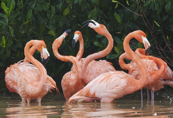 Caribbean flamingo (Phoenicopterus ruber) fighting, Ria Celestun Biosphere Reserve, Yucatan Peninsula, Mexico, January