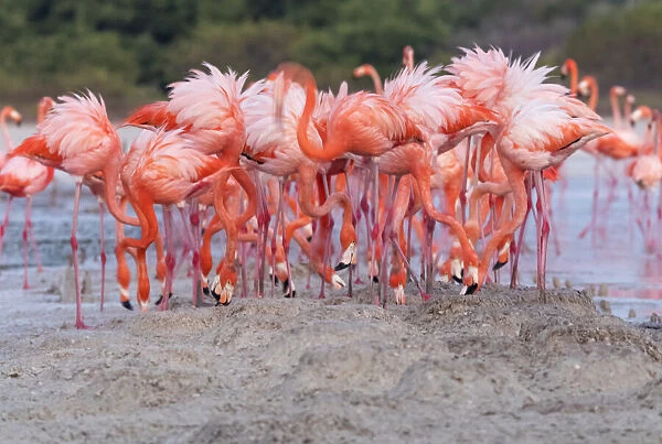 Caribbean flamingo (Phoenicopterus ruber) building practice nest, Ria Celestun Biosphere Reserve, Yucatan Peninsula, Mexico, April