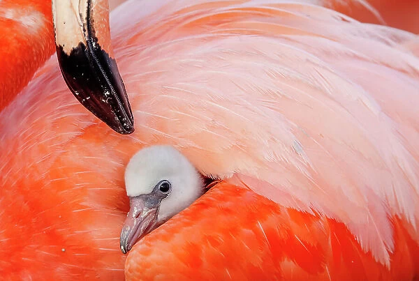 Caribbean flamingo (Phoenicopterus ruber) chick having his first sight under the wing of protective parent, breeding colony, Ria Lagartos Biosphere Reserve, Yucatan Peninsula, Mexico, June