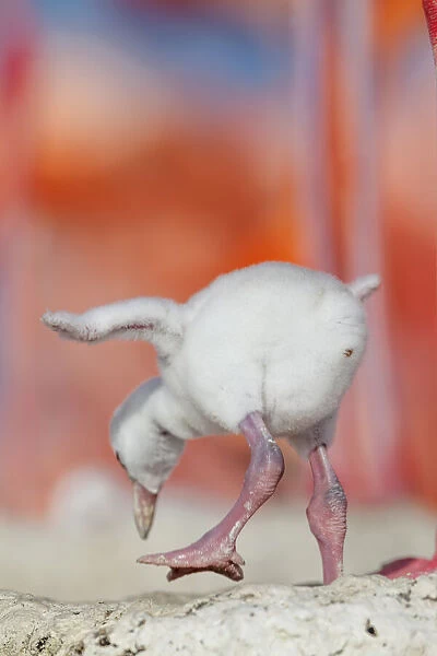 Caribbean flamingo (Phoenicopterus ruber) chick exercsing wing, standing in nest, Ria Lagartos Biosphere Reserve, Yucatan Peninsula, Mexico, June