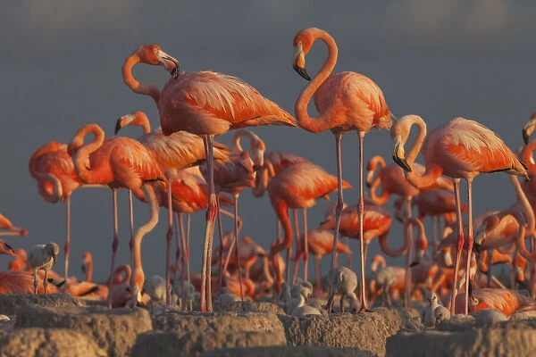 Caribbean flamingo (Phoenicopterus ruber) breeding colony, Ria Lagartos Biosphere Reserve, Yucatan Peninsula, Mexico, July
