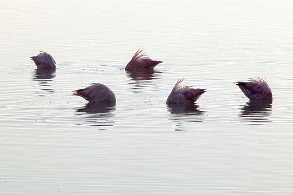 Caribbean flamingo (Phoenicopterus ruber) group feeding in deep water, head and neck underwater, Ria Lagartos Biosphere Reserve, Yucatan Peninsula, Mexico, August