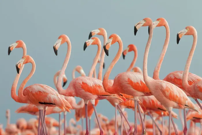 Framed Print : Caribbean flamingo (Phoenicopterus ruber), Ria Lagartos Biosphere Reserve, Yucatan Peninsula, Mexico, June Framed Print : Caribbean flamingo (Phoenicopterus ruber), Ria Lagartos Biosphere Reserve, Yucatan Peninsula, Mexico, June