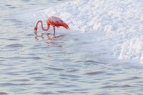 Caribbean flamingo (Phoenicopterus ruber) feeding in waves, Ria Lagartos Biosphere Reserve, Yucatan Peninsula, Mexico, August. Bookplate