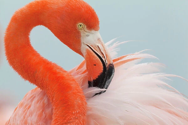 Caribbean Flamingo (Phoenicopterus ruber) sitting in the breeding colony, brooding and preening, Ria Lagartos Biosphere Reserve, Yucatan Peninsula, Mexico, June