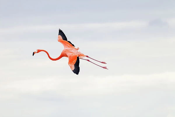 Caribbean flamingo (Phoenicopterus ruber) landing, Ria Celestun Biosphere Reserve, Yucatan Peninsula, Mexico, January. Bookplate