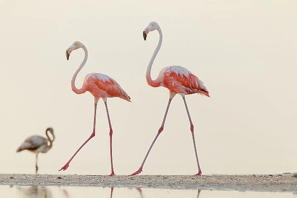 Caribbean flamingo (Phoenicopterus ruber) two walking, Ria Lagartos Biosphere Reserve, Yucatan Peninsula, Mexico, September. Bookplate