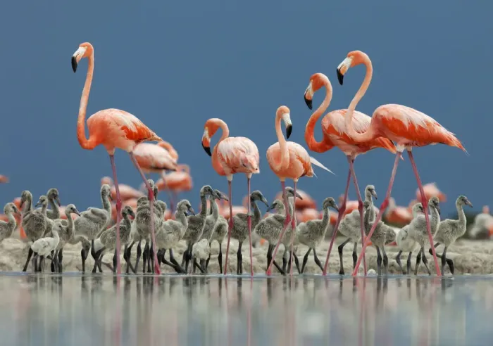Framed Print : Caribbean flamingo (Phoenicopterus ruber) adults guarding chick, Ria Lagartos Biosphere Reserve Framed Print : Caribbean flamingo (Phoenicopterus ruber) adults guarding chick, Ria Lagartos Biosphere Reserve