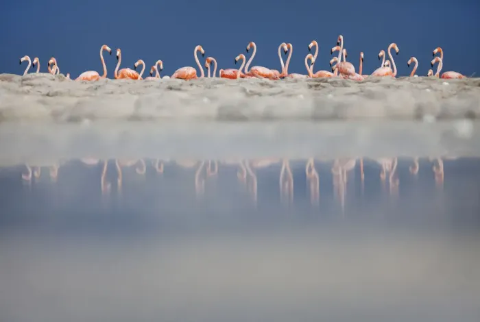 Framed Print : Caribbean flamingo (Phoenicopterus ruber) breeding colony, Ria Lagartos Biosphere Reserve Framed Print : Caribbean flamingo (Phoenicopterus ruber) breeding colony, Ria Lagartos Biosphere Reserve