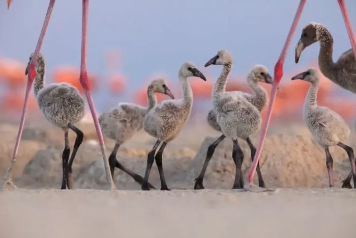 Framed Print : Caribbean Flamingo (Phoenicopterus ruber) chick group walking around the breeding colony Framed Print : Caribbean Flamingo (Phoenicopterus ruber) chick group walking around the breeding colony