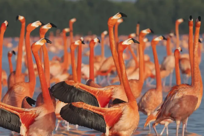 Framed Print : Caribbean flamingo (Phoenicopterus ruber) courtship display