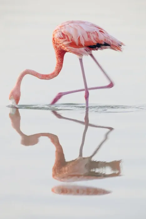 Framed Print : Caribbean flamingo (Phoenicopterus ruber) feeding, Ria Lagartos Biosphere Reserve Framed Print : Caribbean flamingo (Phoenicopterus ruber) feeding, Ria Lagartos Biosphere Reserve