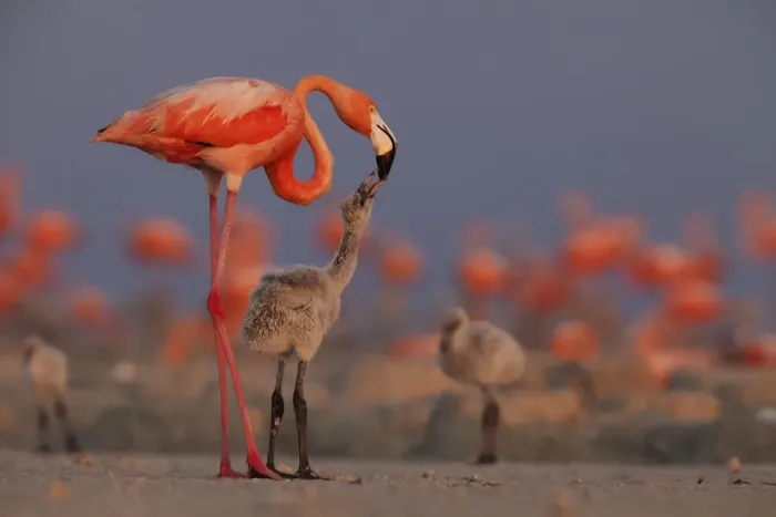 Framed Print : Caribbean flamingo (Phoenicopterus ruber) feeding crop milk to chick in breeding colony