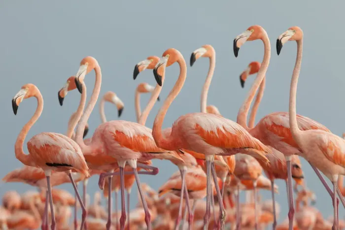Framed Print : Caribbean flamingo (Phoenicopterus ruber) flock, Ria Lagartos Biosphere Reserve Framed Print : Caribbean flamingo (Phoenicopterus ruber) flock, Ria Lagartos Biosphere Reserve