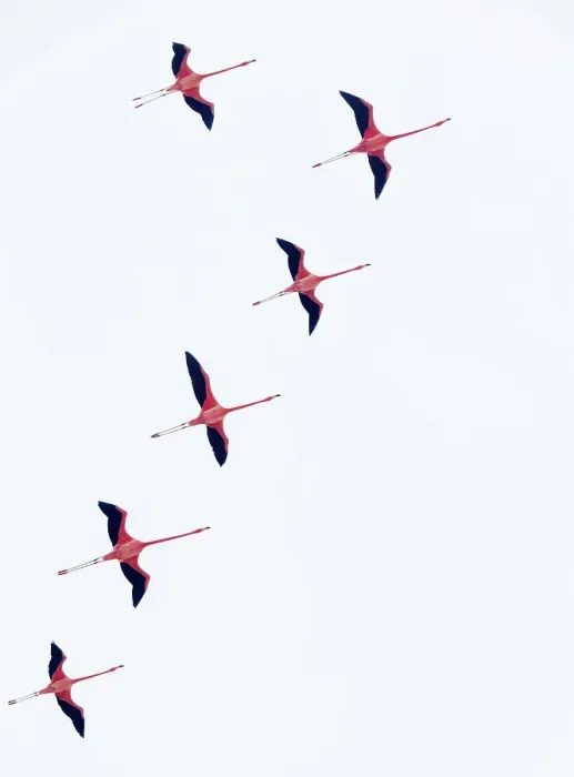 Framed Print : Caribbean flamingo (Phoenicopterus ruber) flock flying in formation, Ria Celestun Biosphere Reserve, Yucatan Peninsula, Mexico, January. Bookplate Framed Print : Caribbean flamingo (Phoenicopterus ruber) flock flying in formation, Ria Celestun Biosphere Reserve, Yucatan Peninsula, Mexico, January. Bookplate