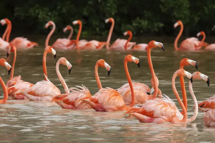 Framed Print : Caribbean flamingo (Phoenicopterus ruber) flock moving to other parts of the lagoon in Framed Print : Caribbean flamingo (Phoenicopterus ruber) flock moving to other parts of the lagoon in