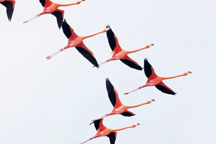 Framed Print : Caribbean flamingo (Phoenicopterus ruber) flying, Ria Celestun Biosphere Reserve, Yucatan Peninsula, Mexico, January Framed Print : Caribbean flamingo (Phoenicopterus ruber) flying, Ria Celestun Biosphere Reserve, Yucatan Peninsula, Mexico, January