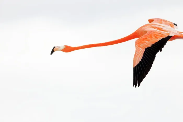 Framed Print : Caribbean flamingo (Phoenicopterus ruber) flying, Ria Celestun Biosphere Reserve, Yucatan Peninsula, Mexico, January. Bookplate Framed Print : Caribbean flamingo (Phoenicopterus ruber) flying, Ria Celestun Biosphere Reserve, Yucatan Peninsula, Mexico, January. Bookplate