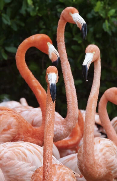 Caribbean flamingo (Phoenicopterus ruber), group, Ria Celestun Biosphere Reserve