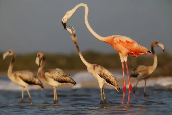 Framed Print : Caribbean flamingo (Phoenicopterus ruber) juvenile begging, Ria Lagartos Biosphere Reserve Framed Print : Caribbean flamingo (Phoenicopterus ruber) juvenile begging, Ria Lagartos Biosphere Reserve