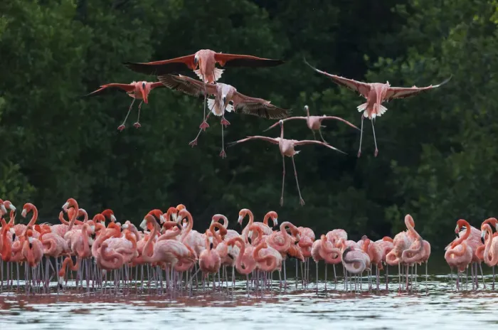 Framed Print : Caribbean flamingo (Phoenicopterus ruber) landing, Ria Celestun Biosphere Reserve, Yucatan Peninsula, Mexico, January Framed Print : Caribbean flamingo (Phoenicopterus ruber) landing, Ria Celestun Biosphere Reserve, Yucatan Peninsula, Mexico, January