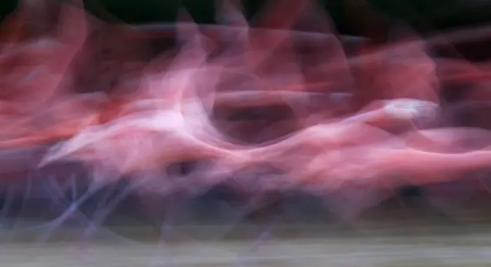 Framed Print : Caribbean flamingo (Phoenicopterus ruber) about to take off to roosting site, Ria