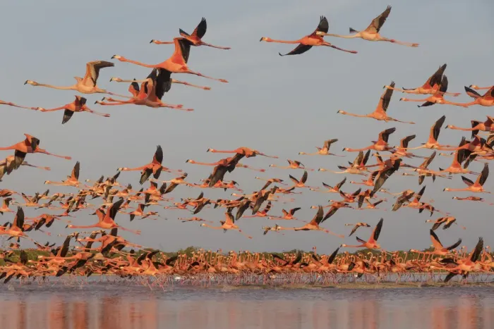 Framed Print : Caribbean flamingo (Phoenicopterus ruber) taking off from roosting site at dawn Framed Print : Caribbean flamingo (Phoenicopterus ruber) taking off from roosting site at dawn