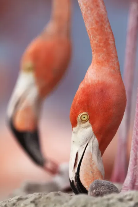 Framed Print : Caribbean Flamingo (Phoenicopterus ruber) tending to newborn chick while another Framed Print : Caribbean Flamingo (Phoenicopterus ruber) tending to newborn chick while another