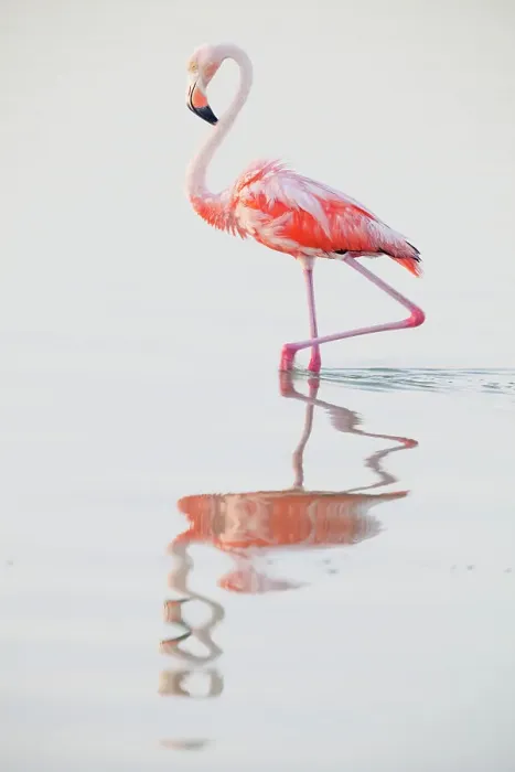 Framed Print : Caribbean flamingo (Phoenicopterus ruber) wading in water, Ria Lagartos Biosphere Reserve, Yucatan Peninsula, Mexico, August. Bookplate Framed Print : Caribbean flamingo (Phoenicopterus ruber) wading in water, Ria Lagartos Biosphere Reserve, Yucatan Peninsula, Mexico, August. Bookplate