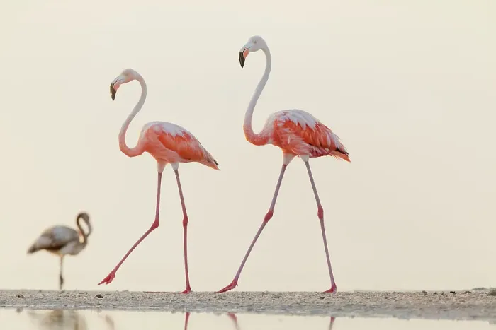 Framed Print : Caribbean flamingo (Phoenicopterus ruber) two walking, Ria Lagartos Biosphere Reserve, Yucatan Peninsula, Mexico, September. Bookplate Framed Print : Caribbean flamingo (Phoenicopterus ruber) two walking, Ria Lagartos Biosphere Reserve, Yucatan Peninsula, Mexico, September. Bookplate