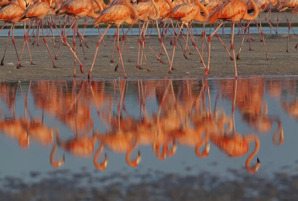 Caribbean flamingos (Phoenicopterus ruber) walking, reflection in pond