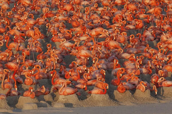 Caribbean flamingos (Phoenicopterus ruber) sitting on nests in breeding colony