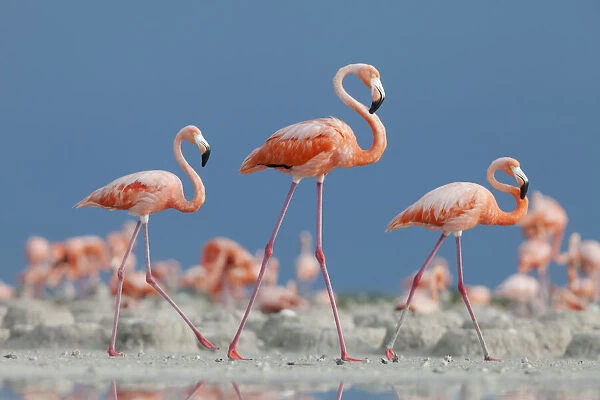 Caribbean flamingos (Phoenicopterus ruber) three adults walking in breeding colony