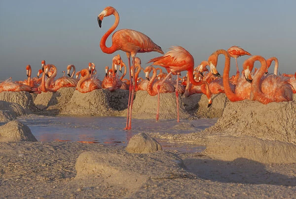 Caribbean flamingos (Phoenicopterus ruber) breeding colony