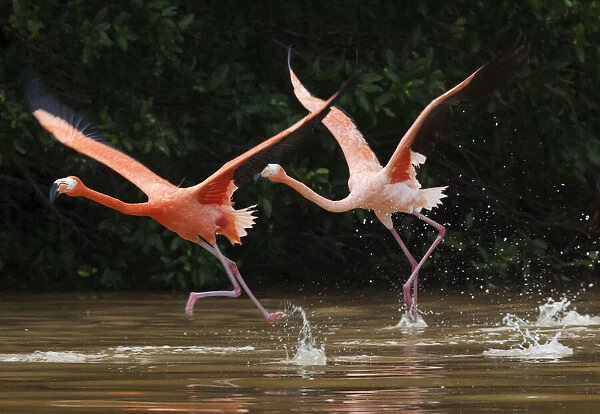 Caribbean flamingos (Phoenicopterus ruber) two taking off
