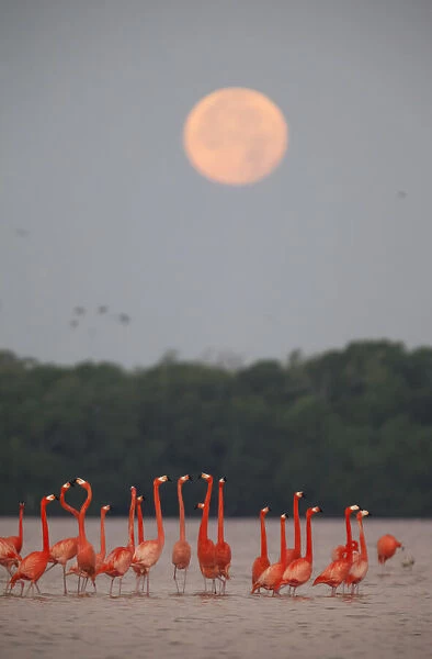 Caribbean flamingos (Phoenicopterus ruber) in courtship display under full moon