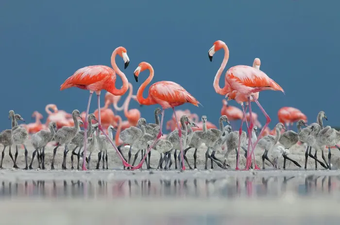 Framed Print : Caribbean flamingos (Phoenicopterus ruber) adults and chicks in breeding colony, Ria Lagartos Biosphere Reserve, Yucatan Peninsula, Mexico, June Framed Print : Caribbean flamingos (Phoenicopterus ruber) adults and chicks in breeding colony, Ria Lagartos Biosphere Reserve, Yucatan Peninsula, Mexico, June