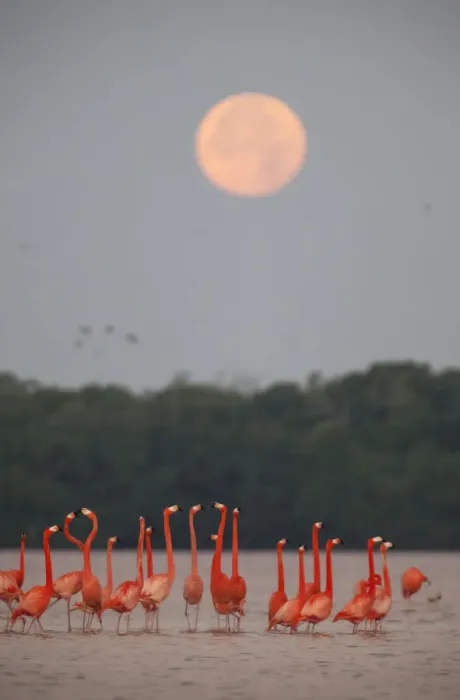 Framed Print : Caribbean flamingos (Phoenicopterus ruber) in courtship display under full moon Framed Print : Caribbean flamingos (Phoenicopterus ruber) in courtship display under full moon