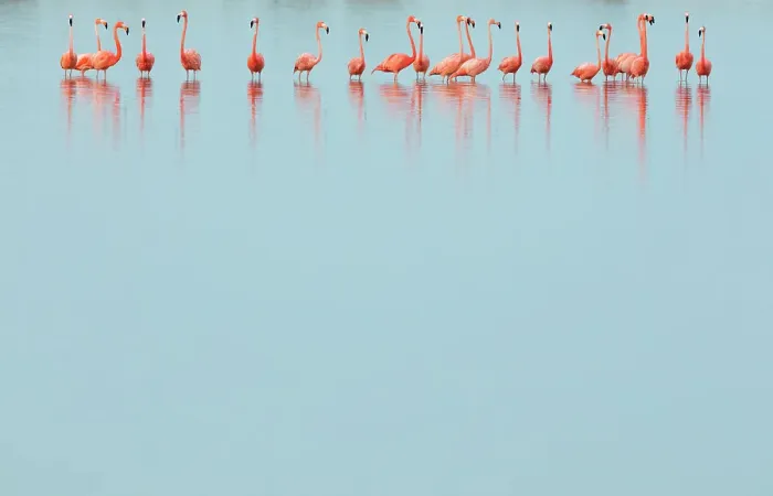 Framed Print : Caribbean flamingos (Phoenicopterus ruber) line of adults standing in water, Ria Lagartos Biosphere Reserve, Yucatan Peninsula, Mexico, May. Bookplate Framed Print : Caribbean flamingos (Phoenicopterus ruber) line of adults standing in water, Ria Lagartos Biosphere Reserve, Yucatan Peninsula, Mexico, May. Bookplate