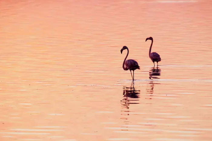 Framed Print : Caribbean flamingos (Phoenicopterus ruber) silhouetted at dawn, Ria Lagartos Biosphere Reserve, Yucatan Peninsula, Mexico, August Framed Print : Caribbean flamingos (Phoenicopterus ruber) silhouetted at dawn, Ria Lagartos Biosphere Reserve, Yucatan Peninsula, Mexico, August