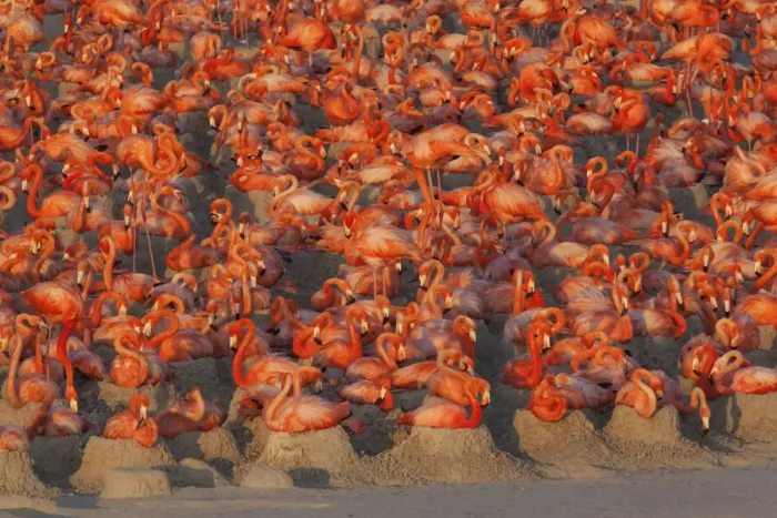 Framed Print : Caribbean flamingos (Phoenicopterus ruber) sitting on nests in breeding colony