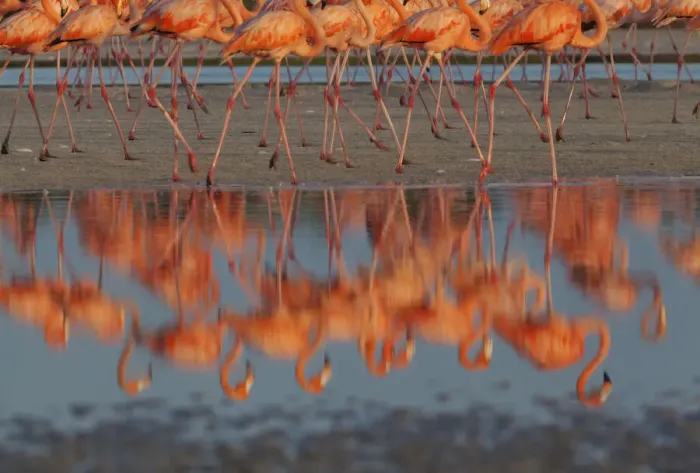 Framed Print : Caribbean flamingos (Phoenicopterus ruber) walking, reflection in pond Framed Print : Caribbean flamingos (Phoenicopterus ruber) walking, reflection in pond