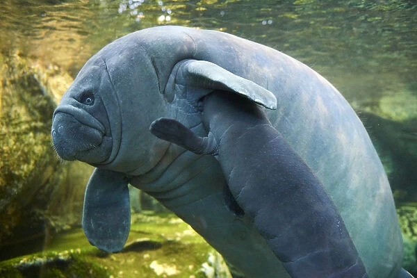 Caribbean manatee or West Indian manatee (Trichechus manatus) mother nursing baby