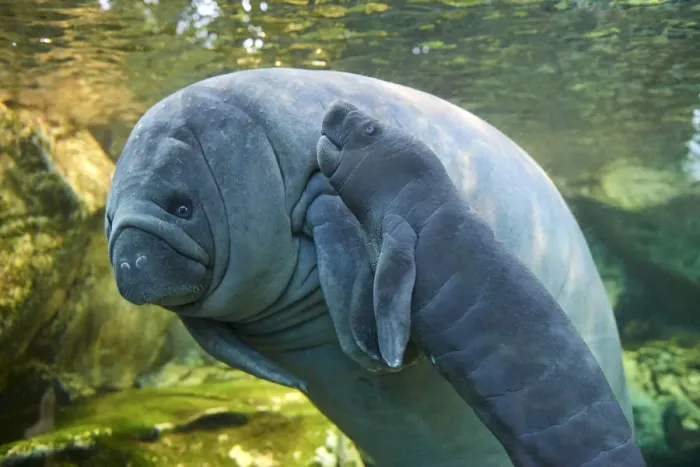 Framed Print : Caribbean manatee or West Indian manatee (Trichechus manatus) mother with baby, age two days Framed Print : Caribbean manatee or West Indian manatee (Trichechus manatus) mother with baby, age two days