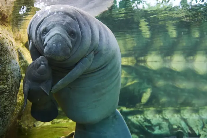 Framed Print : Caribbean manatee or West Indian manatee (Trichechus manatus) mother with baby, age two days
