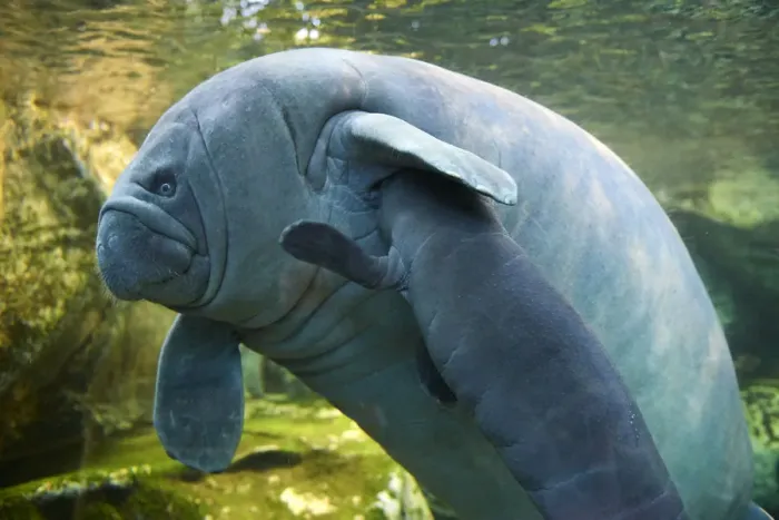 Framed Print : Caribbean manatee or West Indian manatee (Trichechus manatus) mother nursing baby Framed Print : Caribbean manatee or West Indian manatee (Trichechus manatus) mother nursing baby