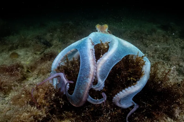 Framed Print : Caribbean reef octopus (Octopus briareus) hunting on seabed at night, Seahorse National Park, Bahamas, Caribbean Sea Framed Print : Caribbean reef octopus (Octopus briareus) hunting on seabed at night, Seahorse National Park, Bahamas, Caribbean Sea