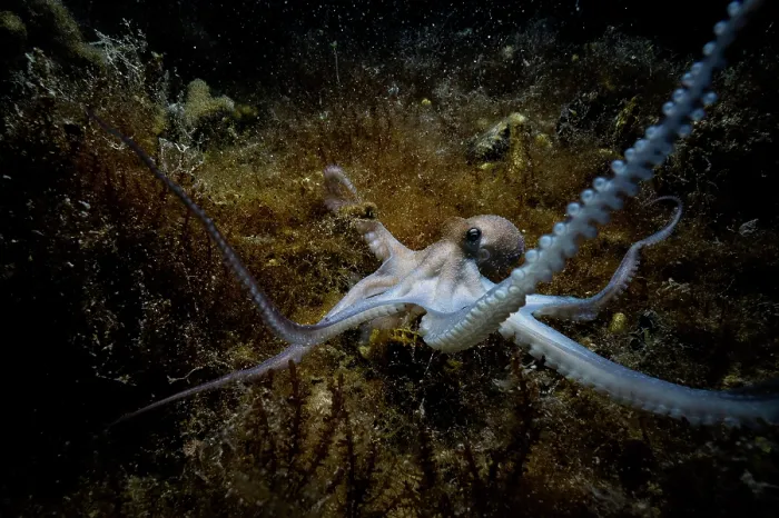 Framed Print : Caribbean reef octopus (Octopus briareus) hunting on seabed at night, Seahorse National Park, Bahamas, Caribbean Sea Framed Print : Caribbean reef octopus (Octopus briareus) hunting on seabed at night, Seahorse National Park, Bahamas, Caribbean Sea