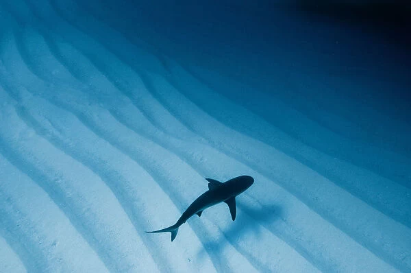 Caribbean reef shark (Carcharhinus perezi) over sand ripples, Walkers Cay, Bahamas