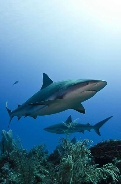 Caribbean reef shark (Carcharhinus perezi) Jardines de la Reina National Park, Cuba